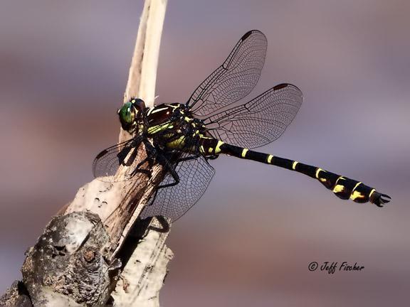 Photo of Zebra Clubtail