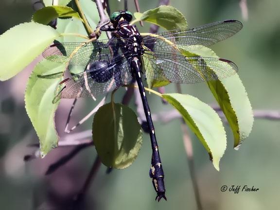 Photo of Arrow Clubtail