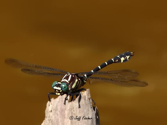 Photo of Zebra Clubtail