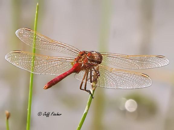 Photo of Saffron-winged Meadowhawk