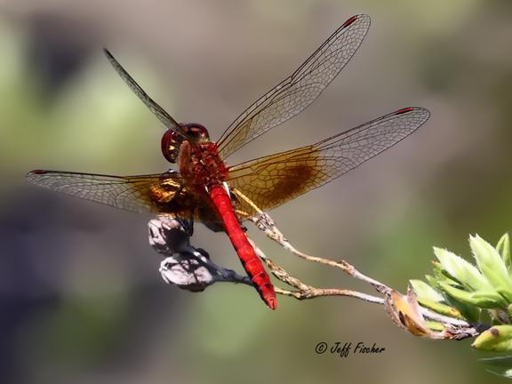 Photo of Band-winged Meadowhawk