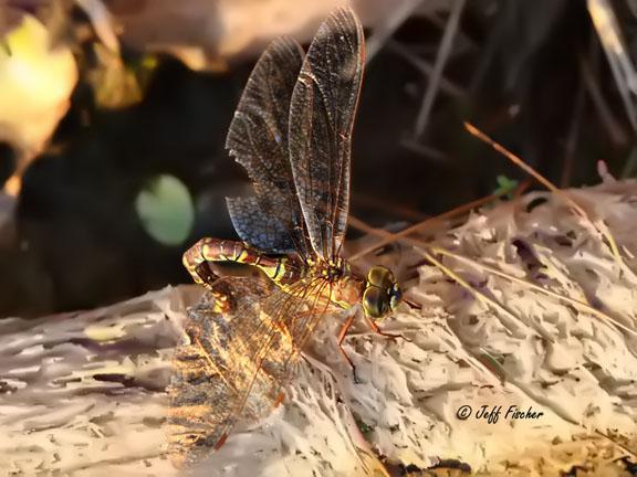 Photo of Canada Darner