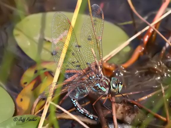 Photo of Canada Darner