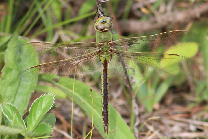 Photo of Common Green Darner