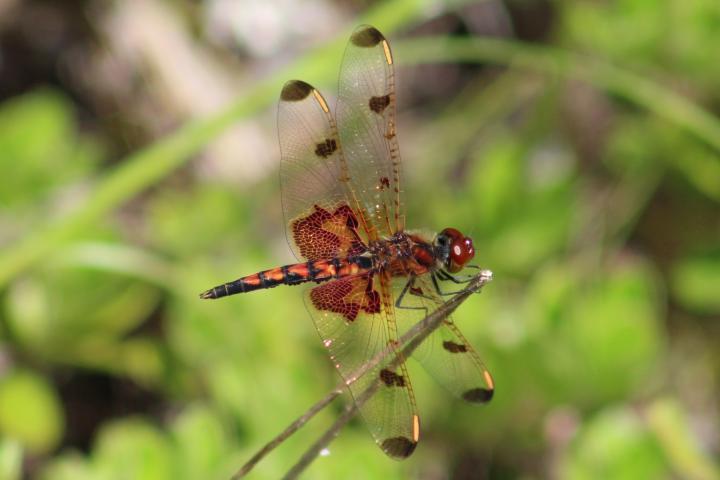 Photo of Calico Pennant