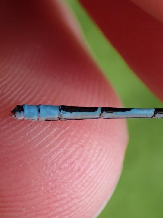 Photo of Hagen's Bluet