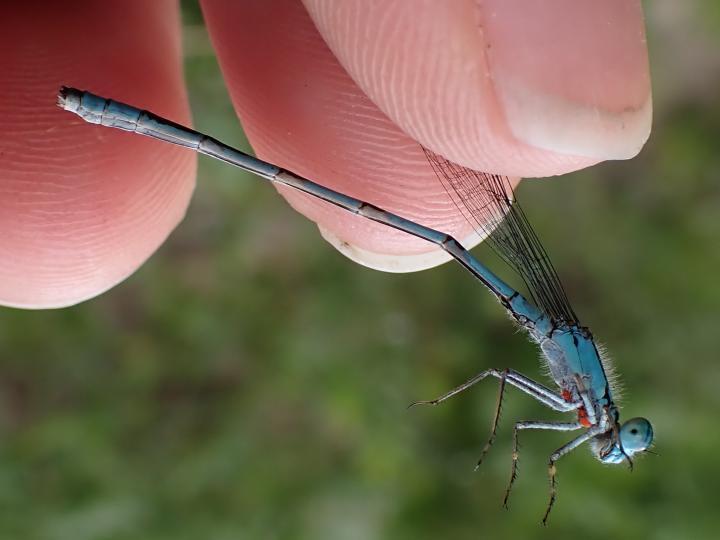 Photo of Marsh Bluet