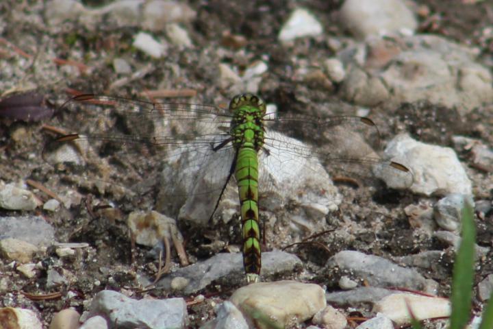 Photo of Eastern Pondhawk