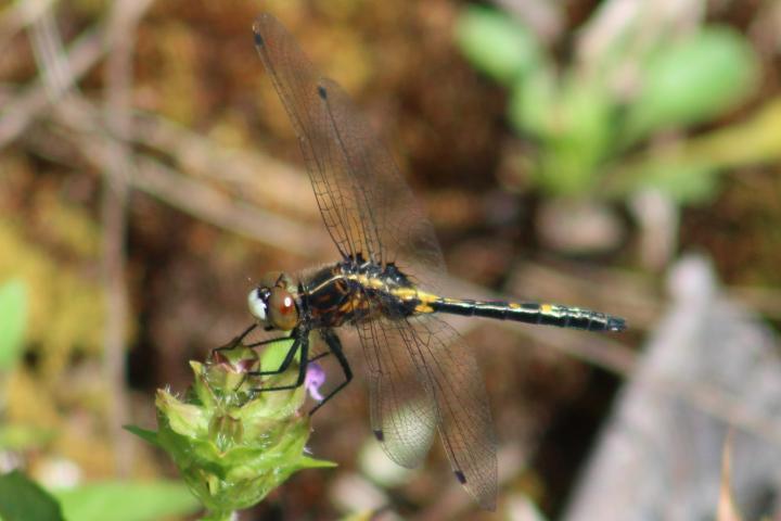 Photo of Dot-tailed Whiteface