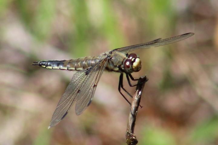 Photo of Four-spotted Skimmer