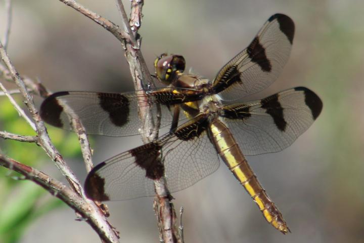 Photo of Twelve-spotted Skimmer