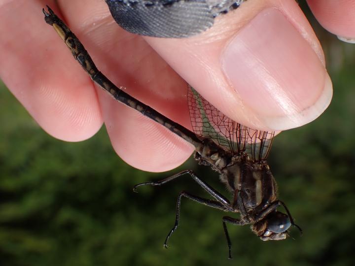 Photo of Dusky Clubtail