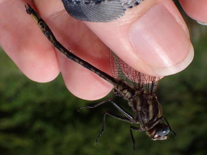 Photo of Dusky Clubtail