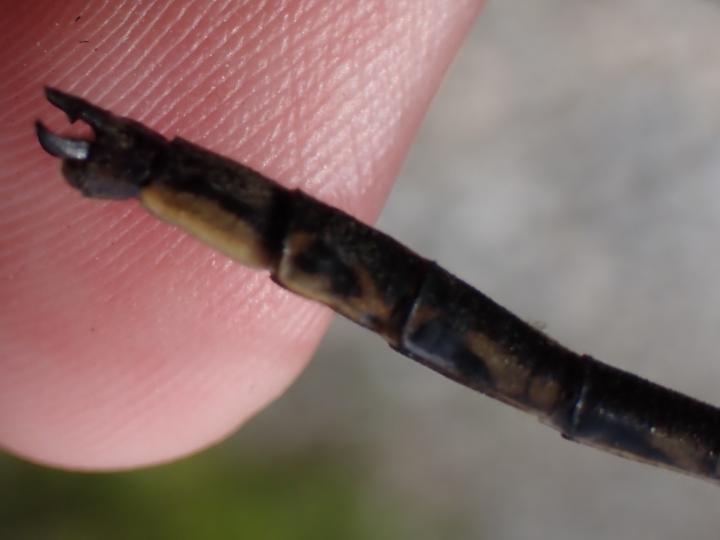 Photo of Dusky Clubtail