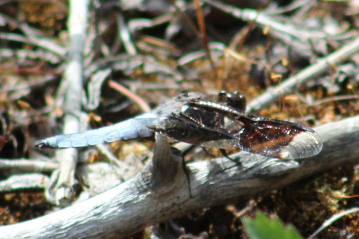 Photo of Common Whitetail