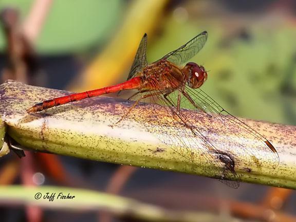 Photo of Autumn Meadowhawk