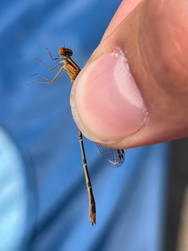 Photo of Orange Bluet