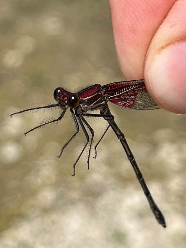 Photo of American Rubyspot