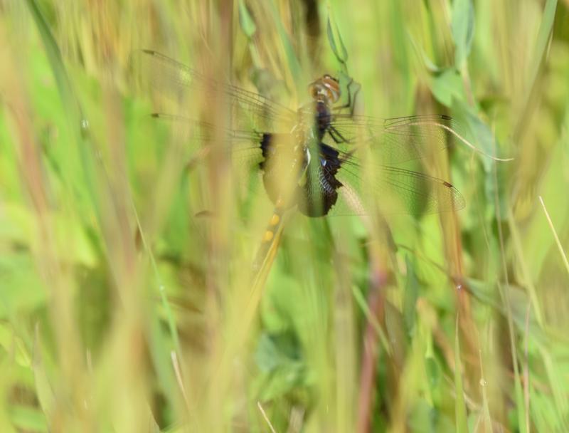 Photo of Black Saddlebags