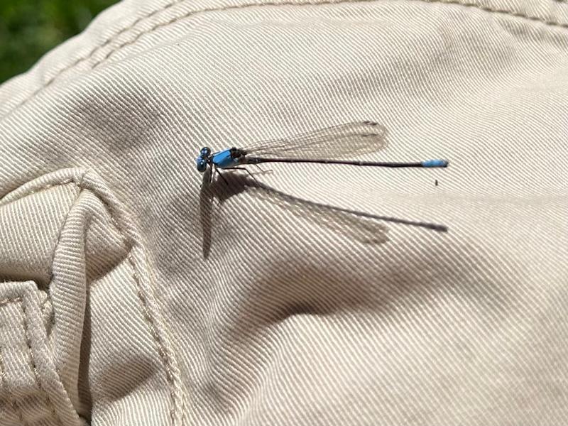 Photo of Blue-fronted Dancer