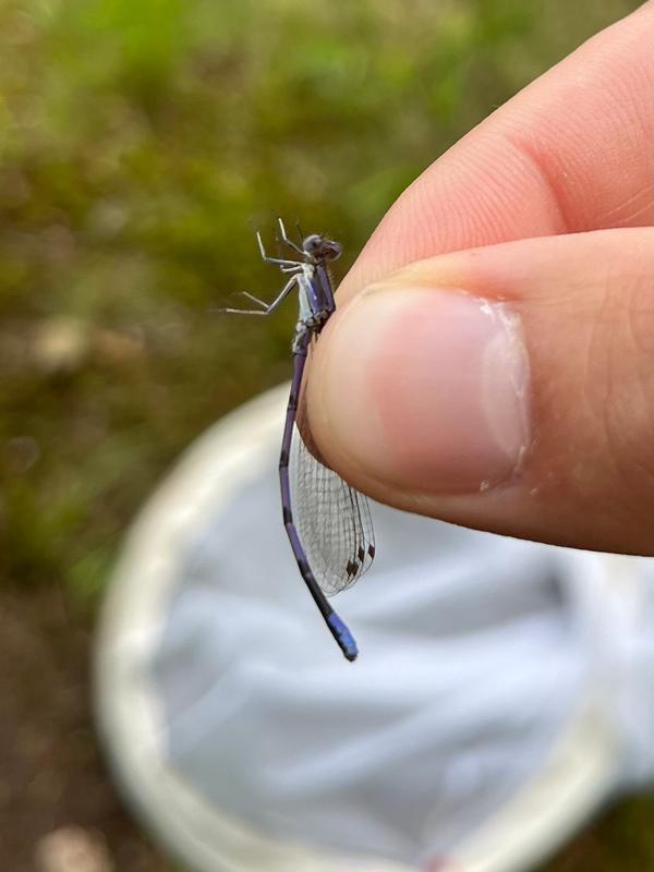 Photo of Variable Dancer (Violet Dancer ssp.)