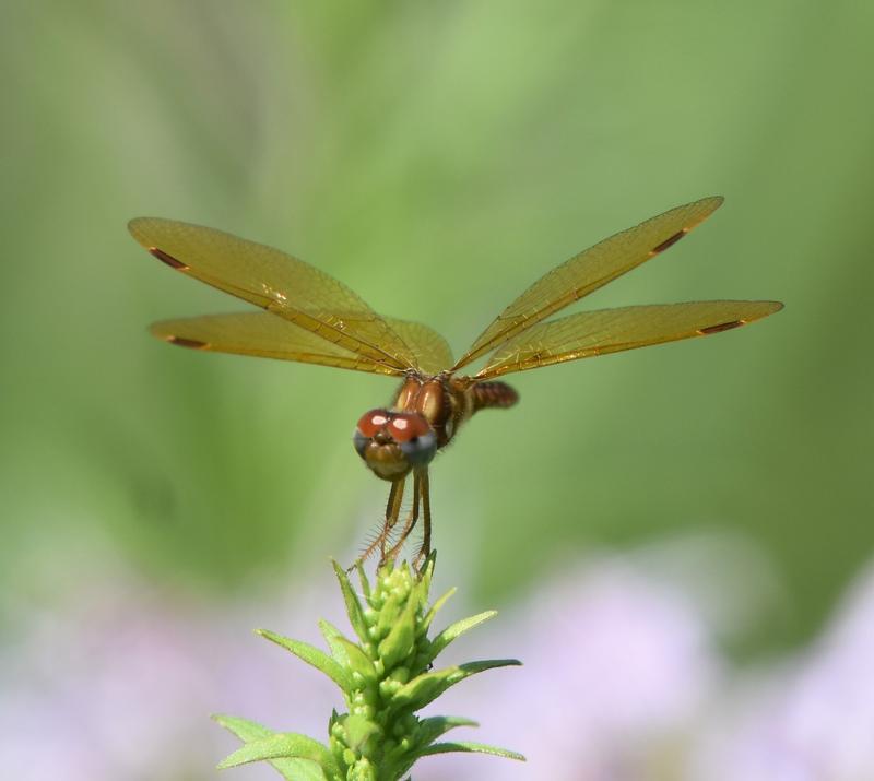 Photo of Eastern Amberwing