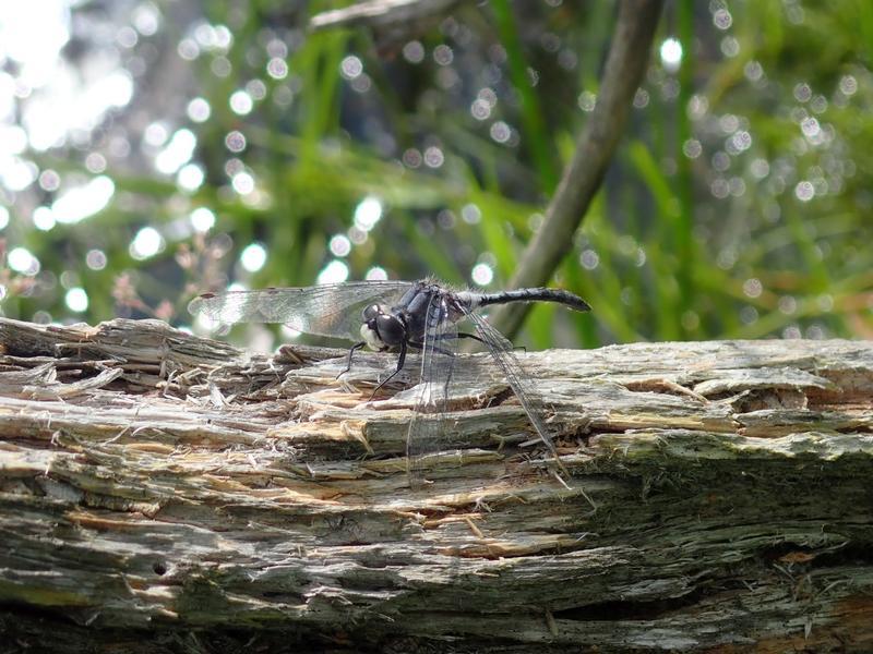 Photo of Belted Whiteface