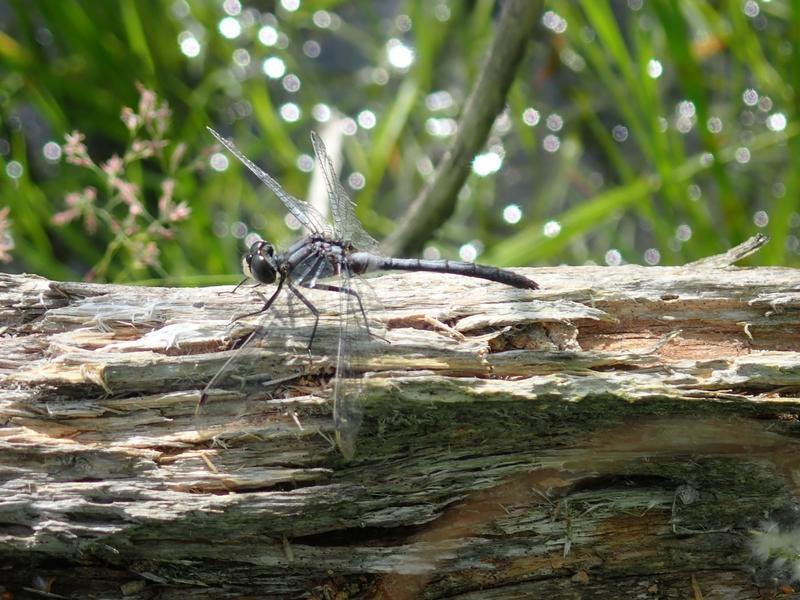 Photo of Belted Whiteface