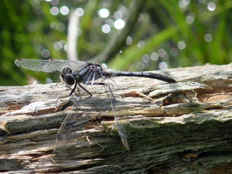 Photo of Belted Whiteface