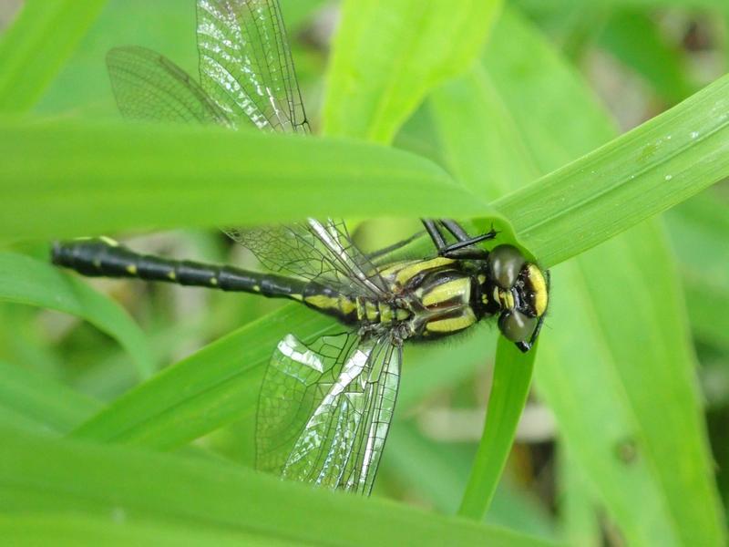 Photo of Mustached Clubtail