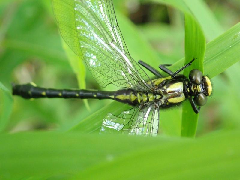 Photo of Mustached Clubtail