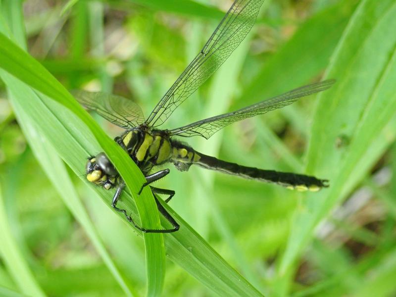 Photo of Mustached Clubtail