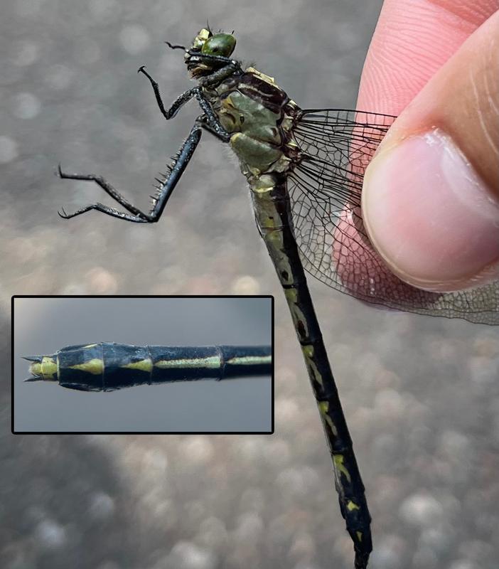 Photo of Black-shouldered Spinyleg