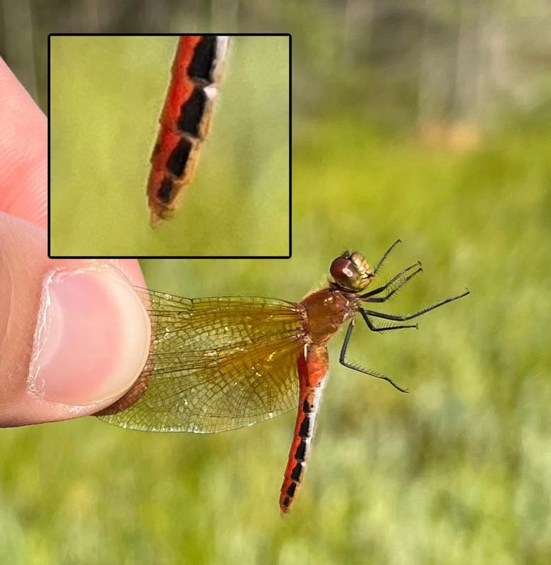 Photo of Cherry-faced Meadowhawk