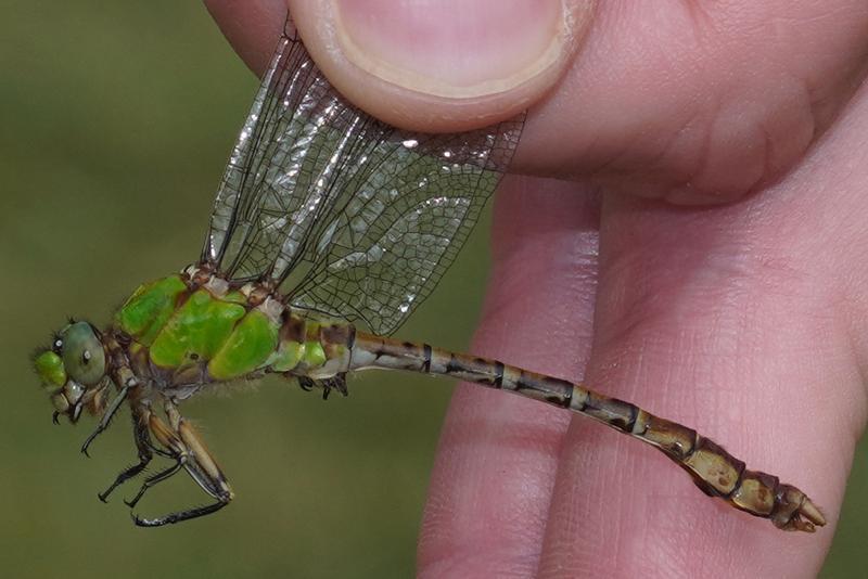 Photo of Rusty Snaketail