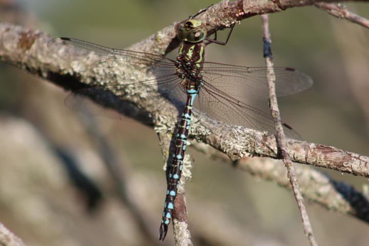 Photo of Green-striped Darner