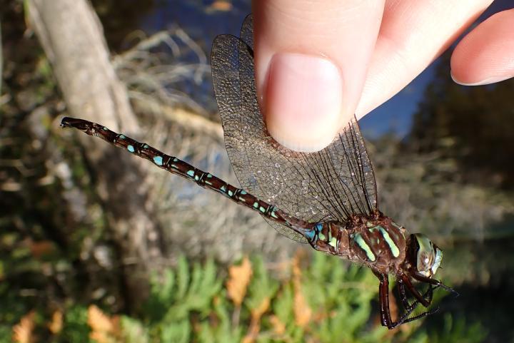 Photo of Shadow Darner