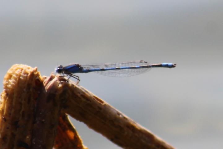 Photo of Familiar Bluet