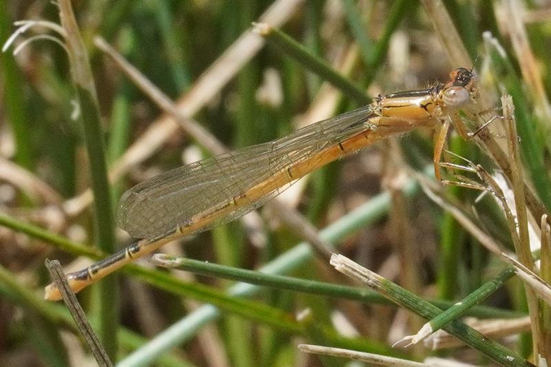 Photo of Eastern Forktail