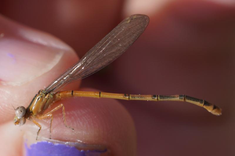 Photo of Eastern Forktail