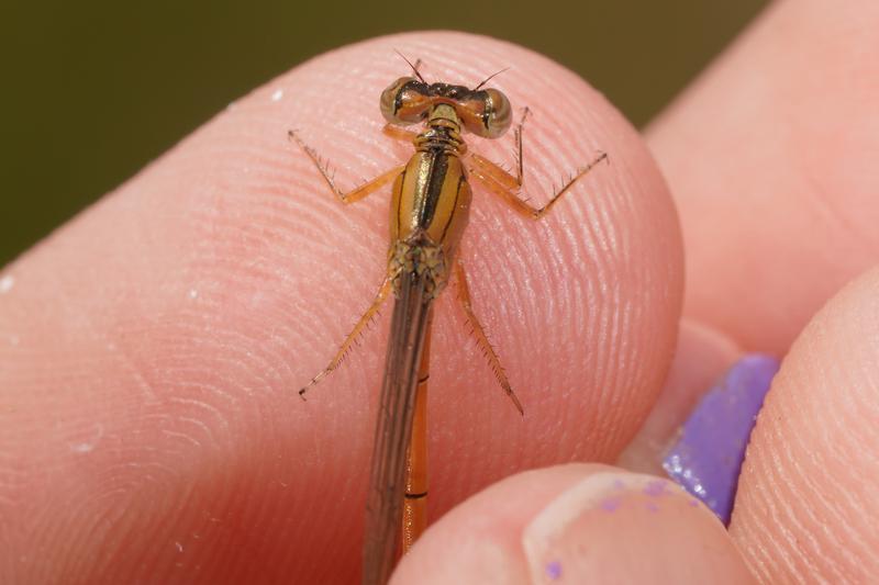 Photo of Eastern Forktail