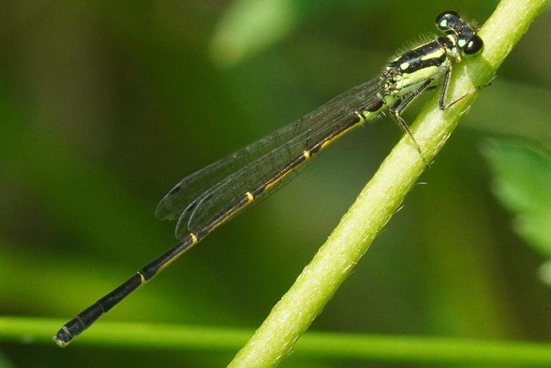 Photo of Fragile Forktail