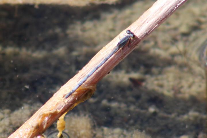 Photo of Eastern Forktail