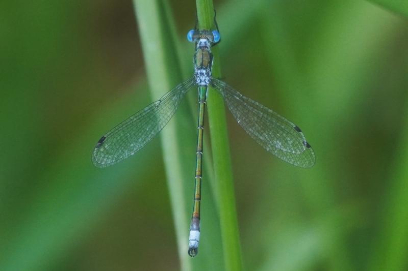 Photo of Emerald Spreadwing