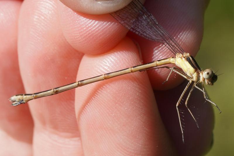 Photo of Slender Spreadwing