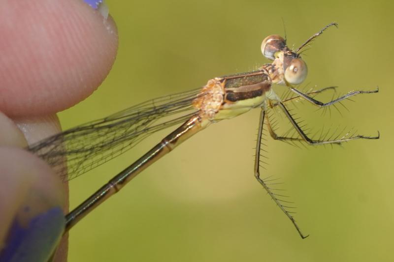 Photo of Slender Spreadwing