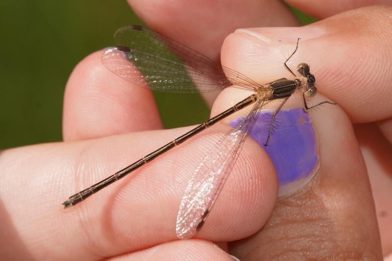 Photo of Slender Spreadwing