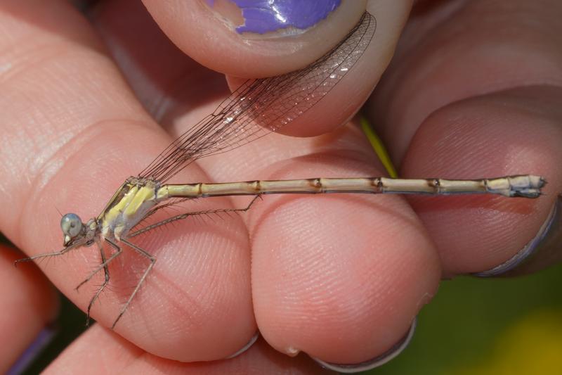 Photo of Slender Spreadwing