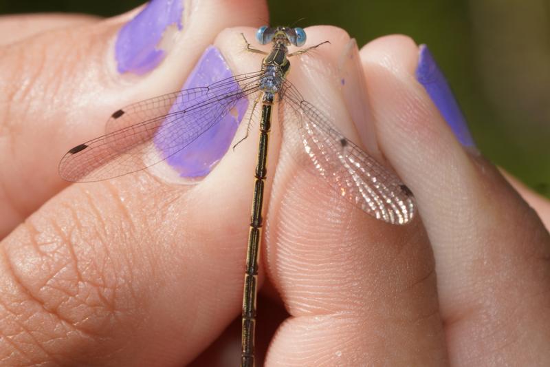 Photo of Slender Spreadwing