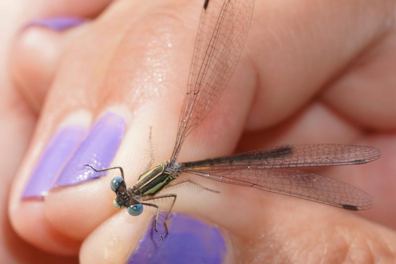 Photo of Slender Spreadwing